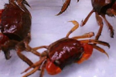 观赏螃蟹吃什么,鱼虾、红虫、螺蛳、浮萍等都可以吃