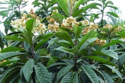 枇杷花期管理技术，在十月份就要做好施肥工作