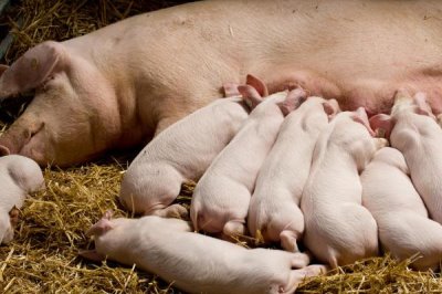 哺乳母猪的摄食量为什么比较少,原因包括温度不适、便秘、产后感染