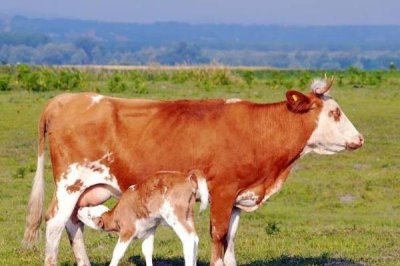 怀孕母牛流黄粘液的原因,可能是产道内细胞代谢异常