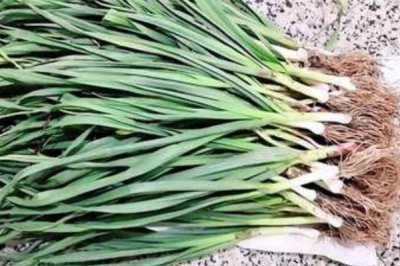 种植哪些蔬菜可以致富,青蒜、油麦菜、小白菜等品种均为适宜选择