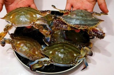 螃蟹的价格,不同品种的价格不同