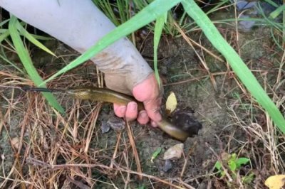 哪种黄鳝诱饵比蚯蚓更好,适宜选择有螺蚌肉及禽畜内脏