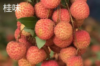 灵山荔枝品种,三月红的成熟时间最早