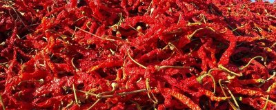 新疆塔城市的特产,乌苏柳花茶被视为茶中极品