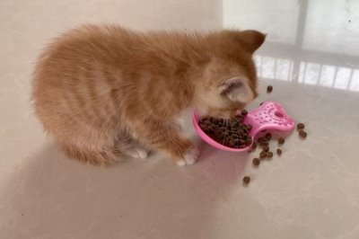 猫咪在户外散养好不好，有利也有弊