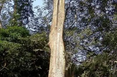 见血封喉的毒性有多强,是世界上最毒的树