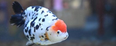 兰寿鱼对氧气的要求,水质较差容易死亡