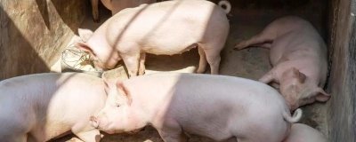 猪呕吐是什么原因，可能是消化不良或中毒了