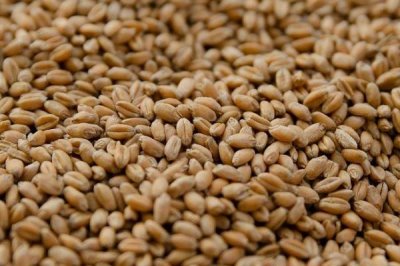 小麦一亩用多少种子,每亩按照正常18-30斤播种即可