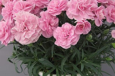 哪些花卉适合送给医生，百合、康乃馨、向日葵等品种均可赠送