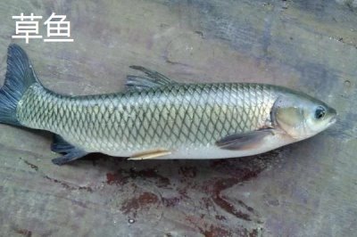 草鱼是不是鲫鱼,二者都是淡水鱼但品种不同