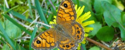 蝴蝶有什么特点和本领,色彩鲜艳且可以给花授粉