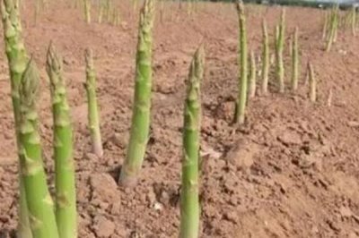 芦笋苗期怎么管理，定植后要做好补苗、中耕除草等工作