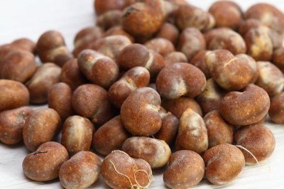 猴面包树的种植方法,种植前对种子进行催芽