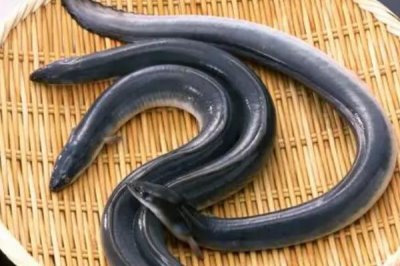 鳗鱼干刺太多如何处理,可用镊子拔除鱼刺