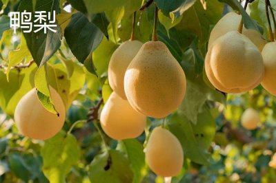 鸭梨的产地,为河北省古老地方品种