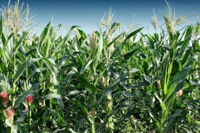 珍棒511玉米品种简介,中抗穗腐病