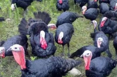 波朋火鸡简介,是用塔斯卡惠雷红火鸡选育而成的品种