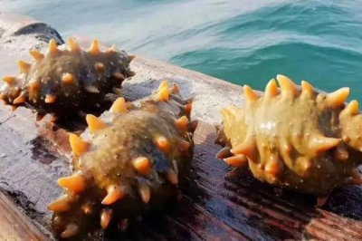 野生海参的价格,价格与季节和市场行情相关