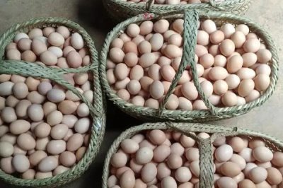 散养土鸡成本,饲养一只土鸡纯利在10元-20元