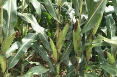 云瑞088玉米品种简介