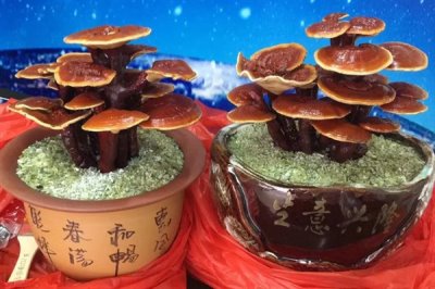 灵芝盆景的养殖环境，喜欢高温的环境