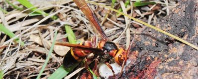 虎头蜂的种类,常见的有中国大虎头蜂、大黄腰虎头蜂等