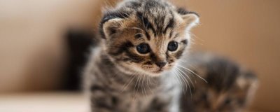 猫咪如何辨别主人,通过气味、声音、视觉分辨
