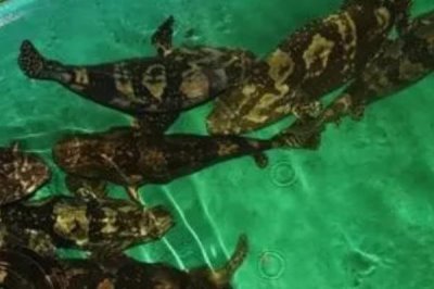 石斑鱼能人工养殖吗，可以进行人工养殖