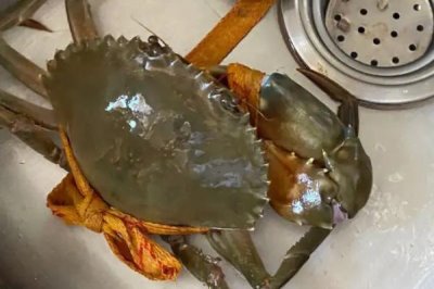 青蟹保存方法,可水养或冷藏