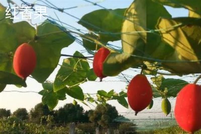 当前种什么果树有前景，阿克苏苹果、白猕猴桃等品种是不错的选择