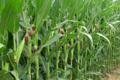 申科糯602玉米种子特征特性，后期重点防治玉米螟的危害