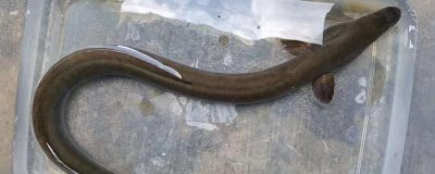 山坑鳗的产地分布,分布于太平洋、印度洋、大西洋等地