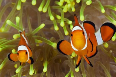 小丑鱼是什么鱼,是海葵鱼亚科鱼类的俗称