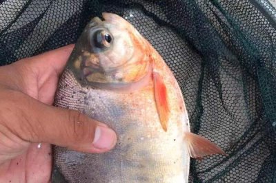 红鲳鱼的产地,红鲳鱼产自美洲