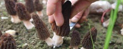 羊肚菌无菌霜会不会出菇，可以出菇但需要较长时间