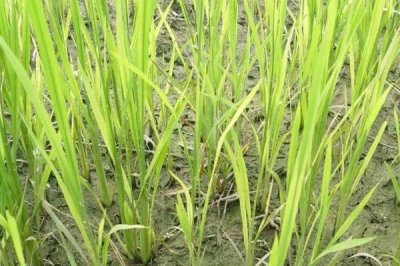 软华优815水稻种简介,每亩秧田播种量10千克