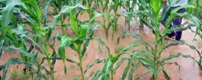 水淹玉米苗如何补救,及时将死亡或者染病严重的株苗拔除