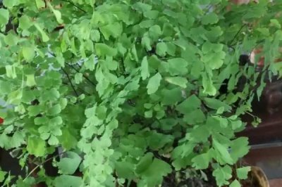 铁线蕨盆栽技术,选择肥沃的砂壤土