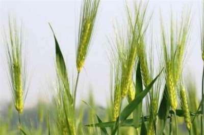 小满是什么节气,是第八个节气