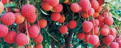 钦州红荔简介，果皮颜色红艳且单果大