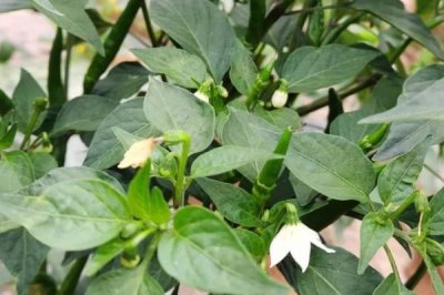 辣椒生长周期，从现蕾到坐果需要10-15天左右