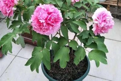 盆栽牡丹花的养殖方法，栽植前浇2次透水