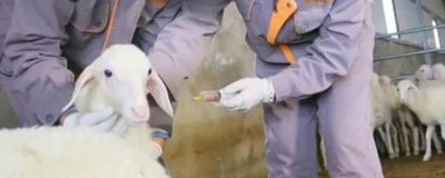 刚产下的羊羔要打哪些疫苗,包括大肠杆菌病灭活疫苗、口蹄疫疫苗等种类
