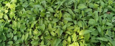 河南野菜的种类,你吃过哪几种