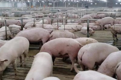 猪胀气如何处理,可用石蜡油加温水灌服