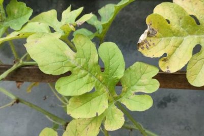 科学施用钾肥的注意事项,钾肥应早施