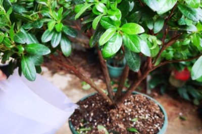 杜鹃花期后如何管理,要及时把残花枯叶修剪干净