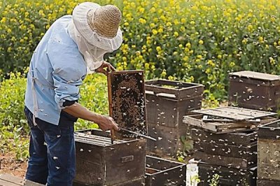 蜜蜂一年能取几次蜜,中蜂一般一年取1-2次